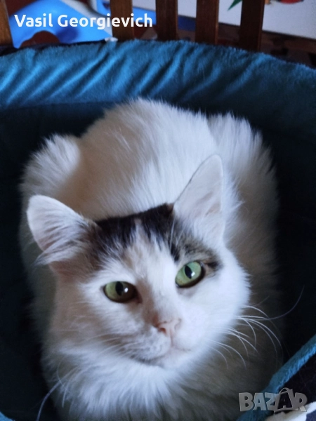 ПОДАРЯВАМ ПУХКАВА КОТКА, снимка 1