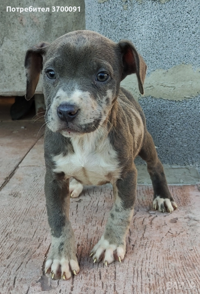 питбул, снимка 1