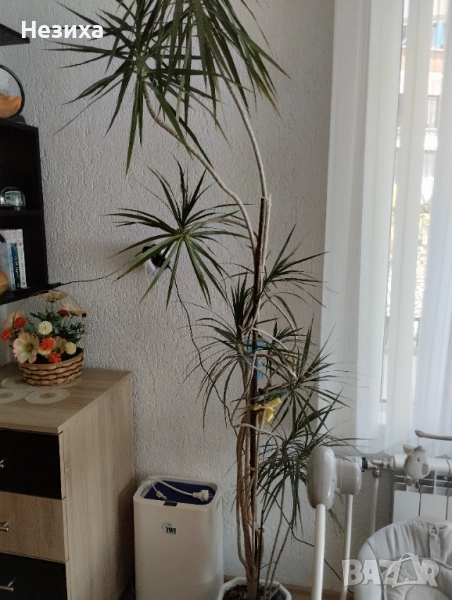 Палма , снимка 1