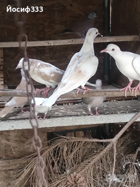 Продавам гугутки, снимка 1