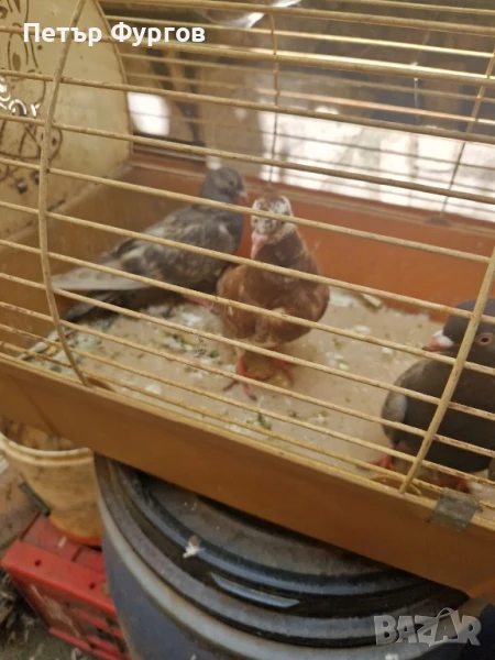 Продавам типлери, снимка 1