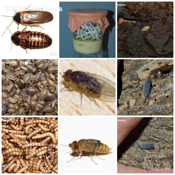 Хлебарки дубия, брашнени червеи, супербрашнен/кралски червей (морио), дрозофили, мокрици (изоподи), снимка 1