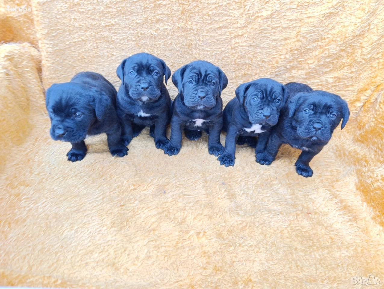 Кане Корсо с Паспорт и Ваксина !, снимка 1