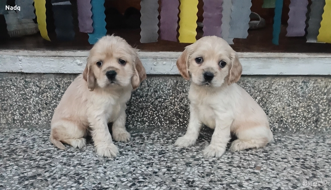 Кокер шпаньол Страхотни , снимка 1