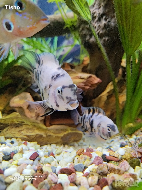 Нигрофасциатум и Лифалили, снимка 1