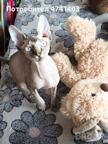 Котенца Канадски Сфинкс, снимка 14 - Други - 53527343