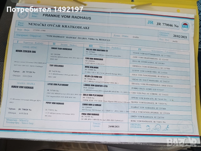 Сръбско мъжко куче немска овчарка за разплод със всички документи., снимка 4 - Немска овчарка - 52792331