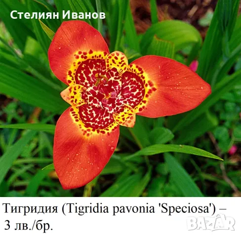 Тигридия (Tigridia pavonia) сортове – грудки, снимка 6 - Стайни растения - 49328535