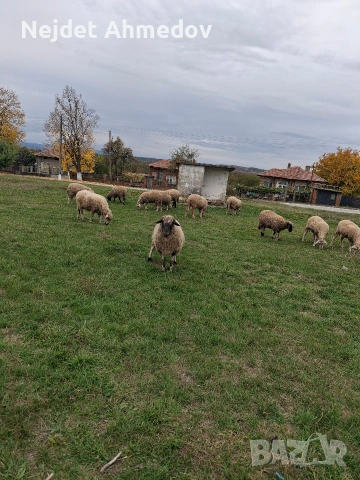 ПРОДАВАМ КОЧ ЗА ДАМЪЗЛЪК и за клане. 