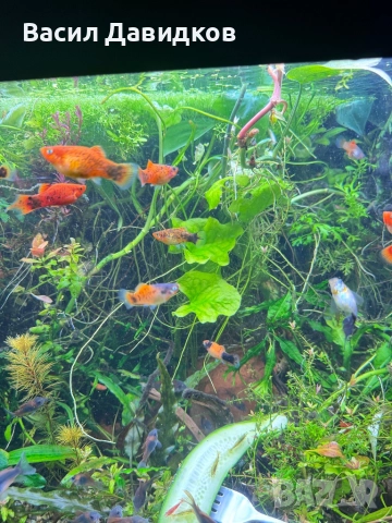 Рибки за аквариум живородни , снимка 15 - Рибки - 51151476