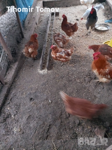 Продавам кокошки носачки петли пуйки пуяци неми патици , снимка 5 - Кокошки и пуйки - 53213115
