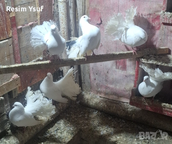 Кошерести галаби, снимка 3 - Гълъби - 53750878