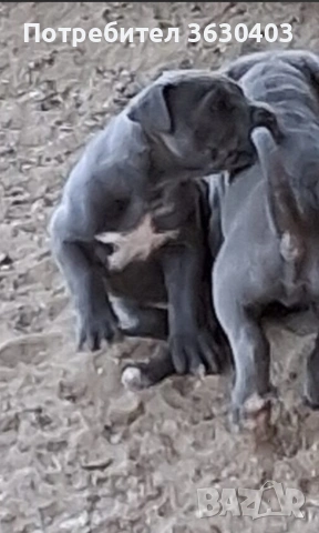 Кане Корсо сиви 