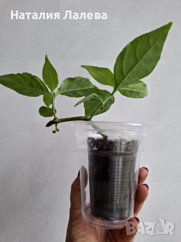 Одонтонема, odontonema, снимка 4 - Стайни растения - 52050664