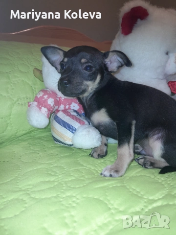 Продавам пинчер, снимка 6 - Пинчер - 53940157