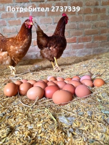 Кокошки ломам браун