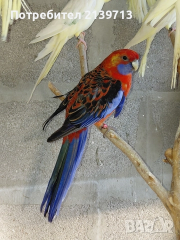 Продавам папагал пенантова розела, снимка 2 - Папагали - 51671575