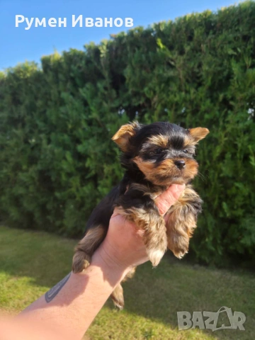 Съкровища малки