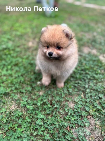 Померан , снимка 1
