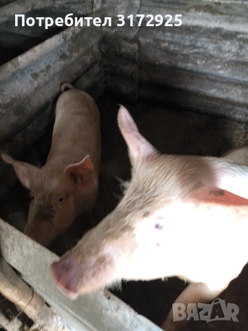 Продавам прасета , снимка 6 - Прасета - 52669901