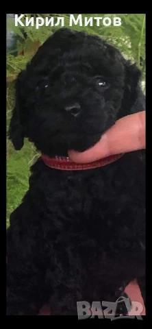 мини пудел момче и момиче, снимка 1