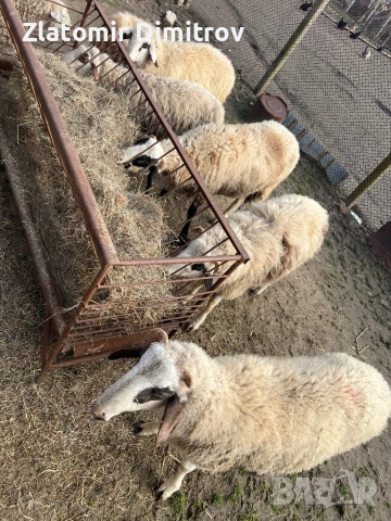 Продавaм мъжки шилета, снимка 2 - Овце - 50832242