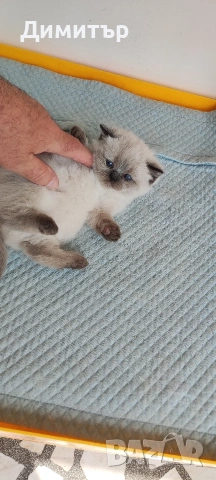 Шотландски котета, снимка 18 - Британска късокосместа - 54252517