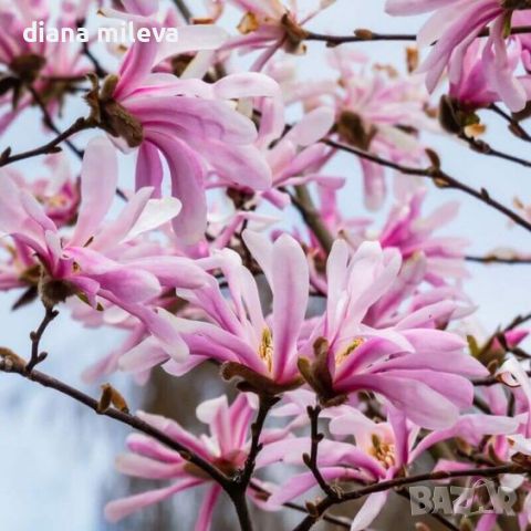 Магнолия Стелата Розеа, Magnolia stellata Rosea, снимка 5 - Градински цветя и растения - 46162955