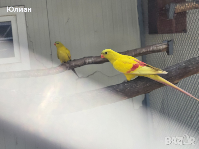Жълти планински папагали, снимка 5 - Папагали - 45034632