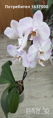 Орхидея , снимка 1 - Стайни растения - 45917692