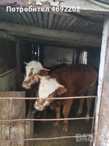 Мъжки телета лимозин, снимка 4 - Крави - 52897763