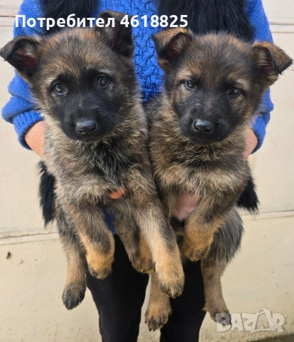 Сиви немски овчарки , снимка 5 - Немска овчарка - 53635810