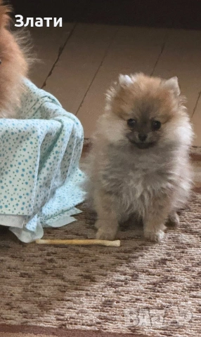 Мини Померанче Момиче, снимка 4 - Померан - 53316752