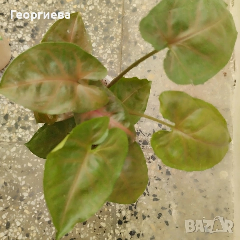 сингониум, филодендрон, сциндапсус , снимка 8 - Стайни растения - 51061139