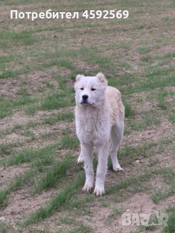 САО-Алабай, снимка 3 - Алабай - 53928529