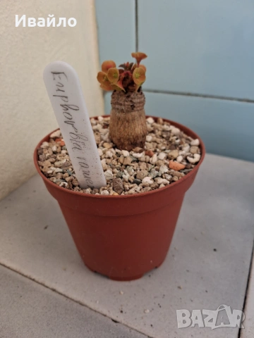 Сукуленти само за ценители, снимка 12 - Стайни растения - 35248161