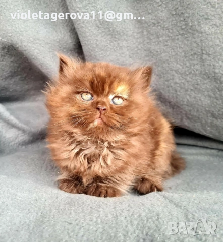 британски котки, снимка 2 - Британска късокосместа - 53479911