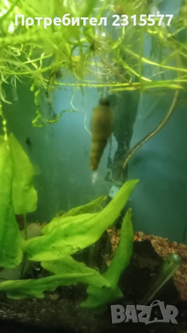 Охлюви Мелания, снимка 2 - Други - 52587725