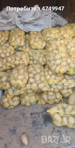 Картофи Сорая , снимка 4 - Сортови семена и луковици - 53786429
