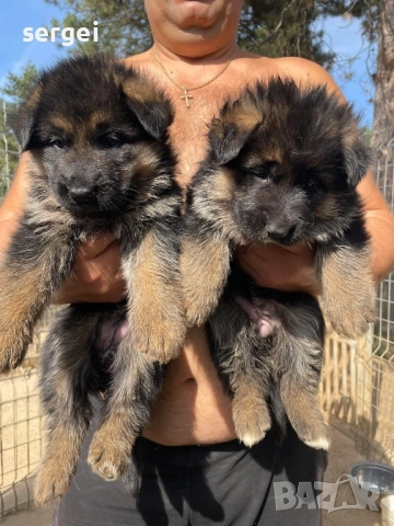 Чистокръвни немски овчарки, снимка 1
