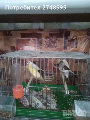 Канари, снимка 2 - Канари - 52917142