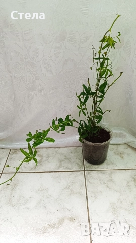 Сциндапсус, Индрише, Пасифлора, Бенджамин и други стайни цветя , снимка 12 - Стайни растения - 48091125