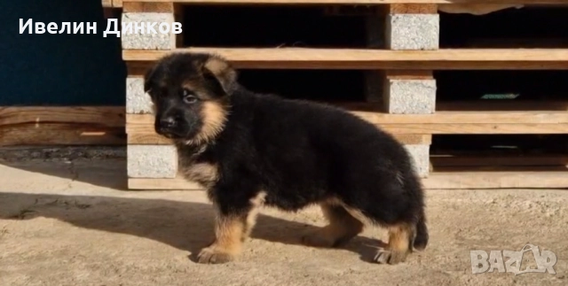 Немска овчарка с родословие от развъдник Бургас , снимка 3 - Немска овчарка - 52044330