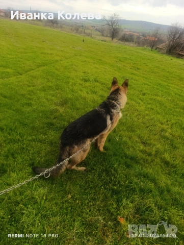 Продавам чистокръвна немска овчарка на 11 месеца 