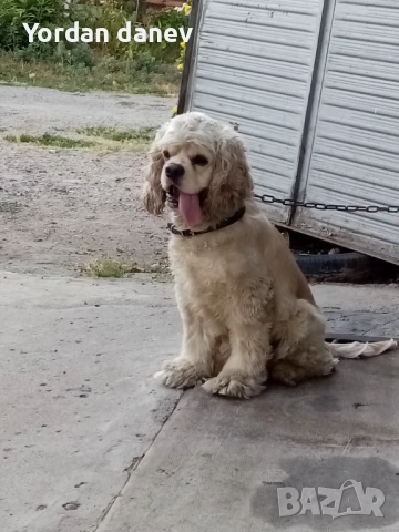 Америка кокер шпаньол за разплод , снимка 7 - Кокер шпаньол - 51931720