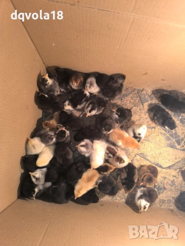 малки пиленца кръстоска