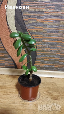 Продавам „Дървото на живота“ – красиво, лесно за отглеждане и носи уют! , снимка 3 - Стайни растения - 54221471