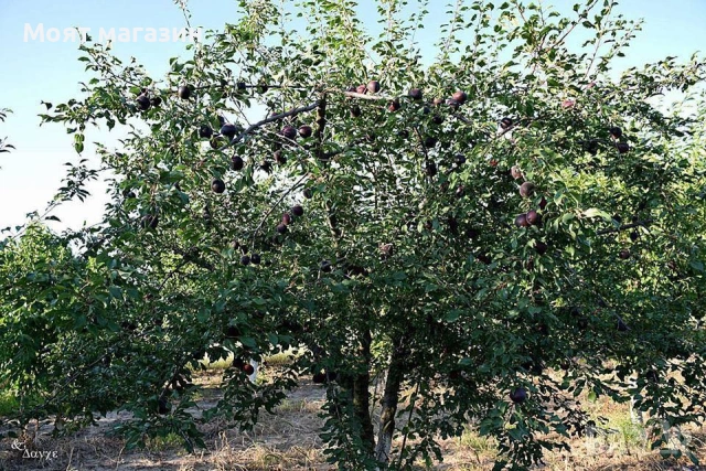 Слива Пламкот (Сливо-кайсиев хибрид), снимка 2 - Градински цветя и растения - 53626808
