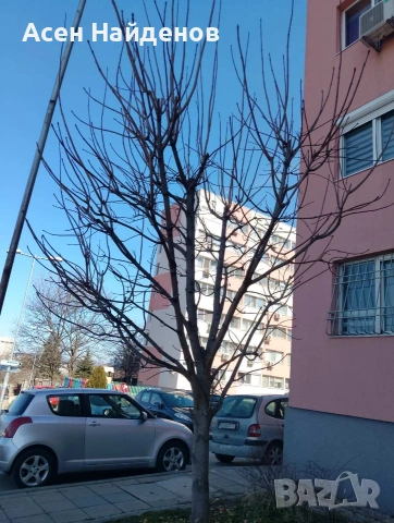 почистване на дворове рязане на опасни дървета , снимка 2 - Други услуги - 53812345