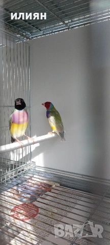 Чифт гулдови амадини 25г., снимка 3 - Амадини - 53473664